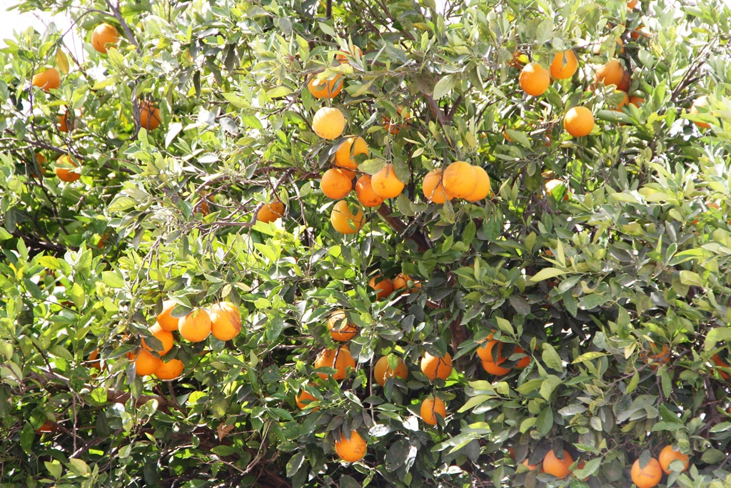 Foto Boletin Sepada Mosca Fruta