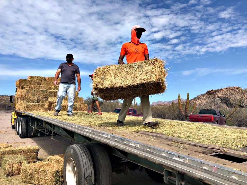 Foto Boletin Sepada 172 Apoyos Sequia