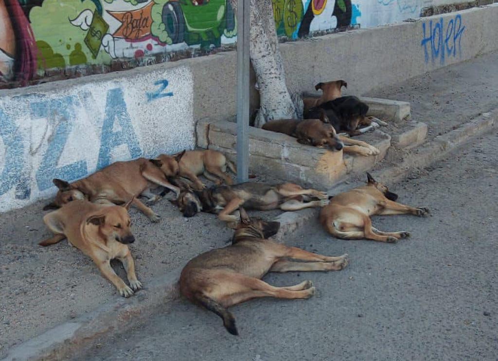 Denuncian Jauria De Perros Peligrosa En El Centro De La Paz