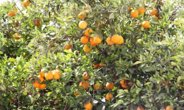 Foto Boletin Sepada Mosca Fruta