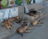 Denuncian Jauria De Perros Peligrosa En El Centro De La Paz