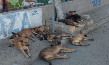 Denuncian Jauria De Perros Peligrosa En El Centro De La Paz