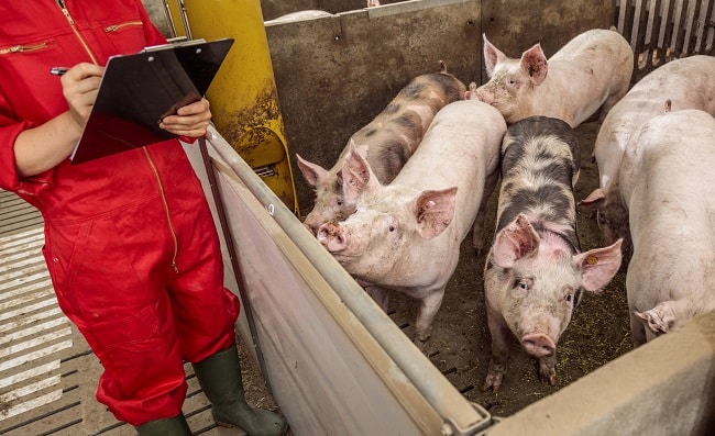 Fundamental La Bioseguridad En Granjas Para Garantizar La Seguridad Alimentaria De Los Mexicanos