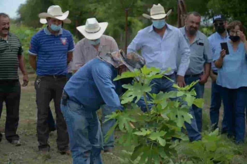 Cultivo Higo Coahuila Focus 0 0 954 636