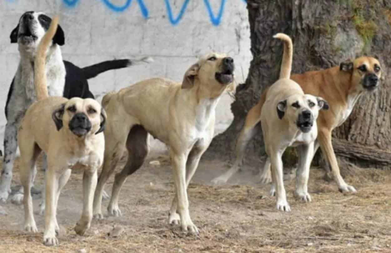 Muere Hombre Por Ataque De Perros En Ixtapaluca Estado De Mexico