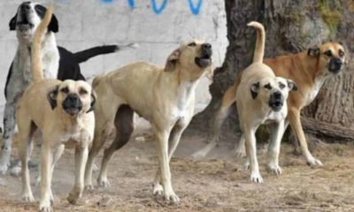 Muere Hombre Por Ataque De Perros En Ixtapaluca Estado De Mexico