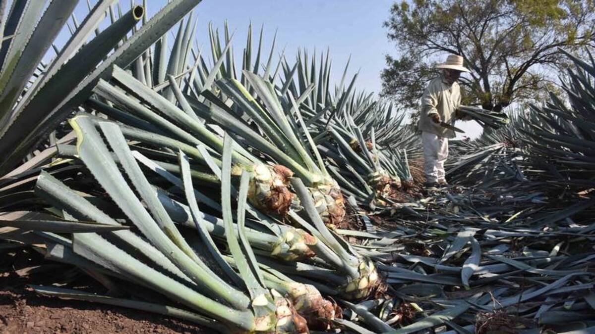 Agave