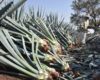 Agave