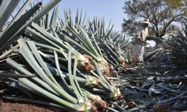 Agave