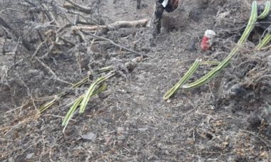 Cerro Del Culiacan Ecocidio 4 1