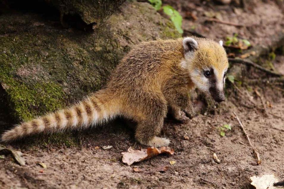 Coati Causa Panico En Colonia De Guadalajara Focus 0 0 955 636