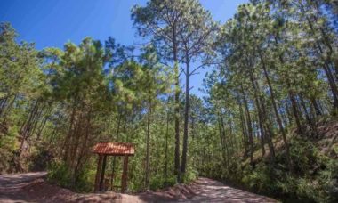 Denuncias E Inspecciones Bajan Pese A Devastacion De Bosques