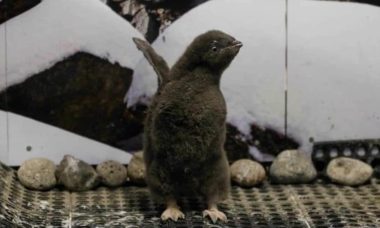 Entrenan Bebe Pinguino Nacido Zoologico Guadalajara Focus 0.01 0.71 955 636