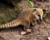 Coati Causa Panico En Colonia De Guadalajara Focus 0 0 955 636