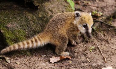 Coati Causa Panico En Colonia De Guadalajara Focus 0 0 955 636