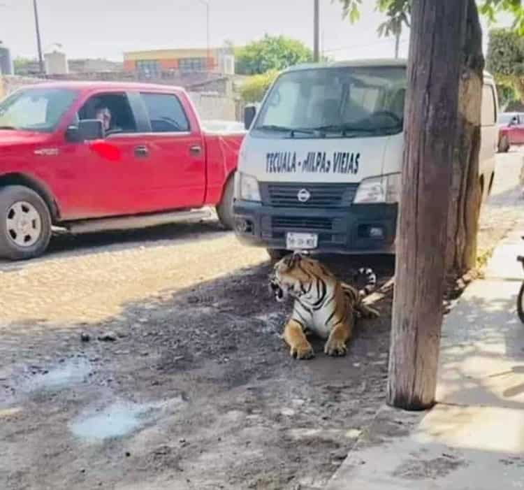 Tigre De Bengala En Calles De Tecuala Nayarit 1