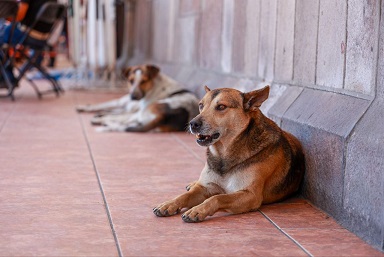 Aprueba Congreso Mayor Proteccion Para Animales Domesticos 11 Mayo 2023 4