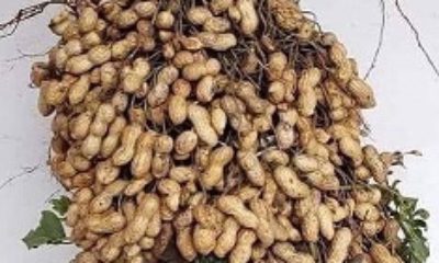 Productores De Cacahuate Llamado Del Congreso A Reducir Uso De Pesticidas 27 Enero 2022 3