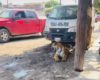 Tigre De Bengala En Calles De Tecuala Nayarit 1