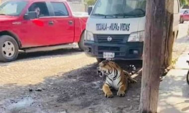 Tigre De Bengala En Calles De Tecuala Nayarit 1