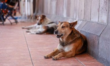 Aprueba Congreso Mayor Proteccion Para Animales Domesticos 11 Mayo 2023 4