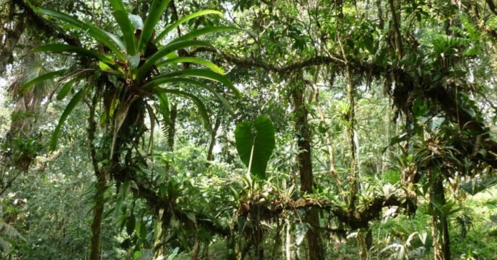 Buscan Instalar E28098tribunal De La Naturaleza En Penicc81nsula De Yucatacc81n