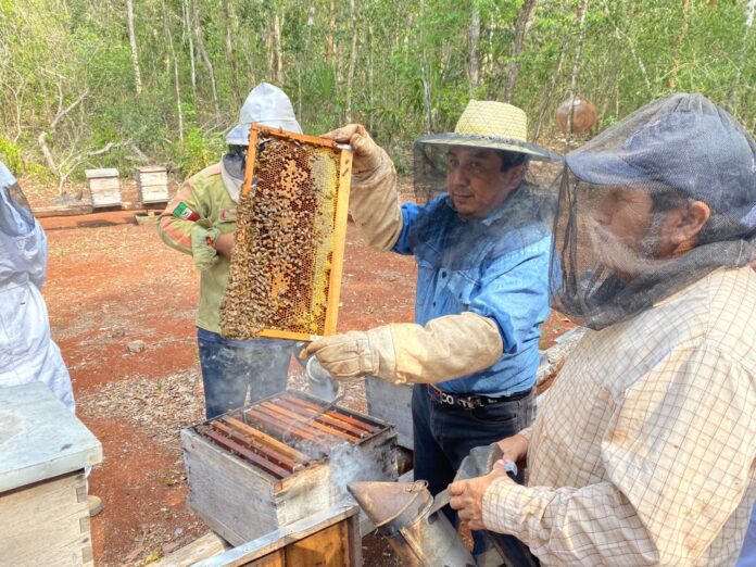 Son Abejas Meliponas La Esperanza De Las Selvas 696x522 1