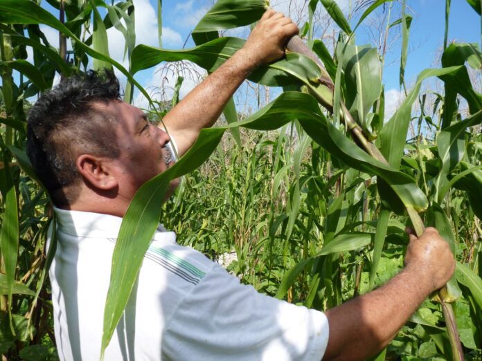 Ocupa Quintana Roo Lugar 26 En Sector Agricola 696x522 1