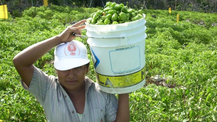 Reforzaran Sectores Agricola Y Pesquero De Quintana Roo 696x392 1