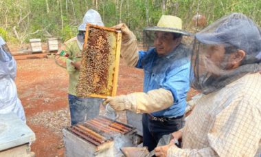 Son Abejas Meliponas La Esperanza De Las Selvas 696x522 1