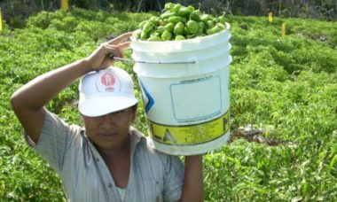 Reforzaran Sectores Agricola Y Pesquero De Quintana Roo 696x392 1