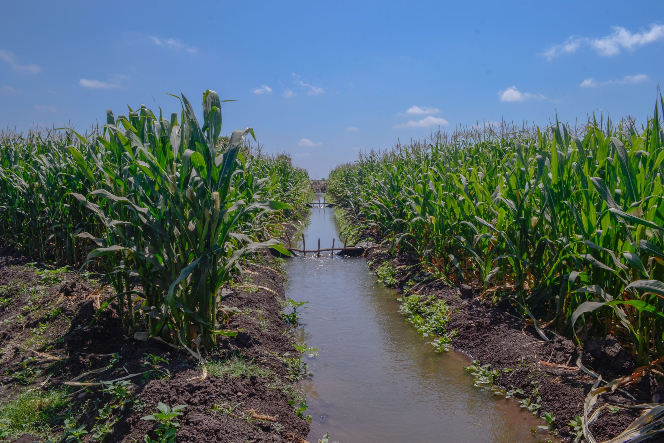 220400 Agricultura Autosuficiencia Alimentaria Sinaloa Vsc 5 Scaled 1