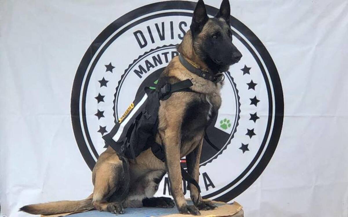 Adiestramiento De Perros 1