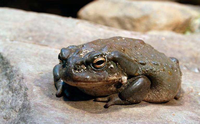 Sapo Bufo Alvarius Del Desierto De Sonora