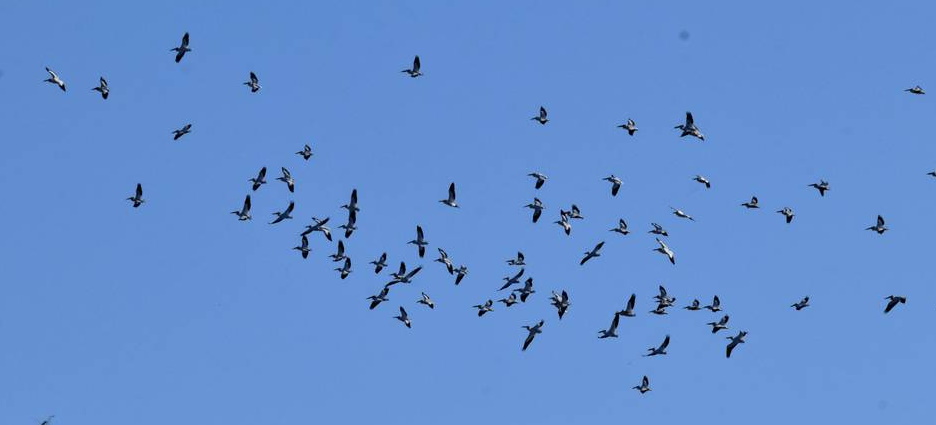 Piden Detener Caceria De Aves En Tierras De Etnia Mayo