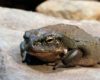 Sapo Bufo Alvarius Del Desierto De Sonora