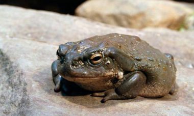 Sapo Bufo Alvarius Del Desierto De Sonora