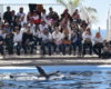 Conmemoran Dia Internacional De Las Personas Con Discapacidad En Delfinario Sonora