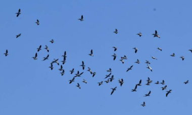 Piden Detener Caceria De Aves En Tierras De Etnia Mayo