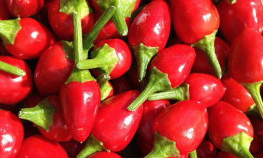 Chile Chiltepin 1