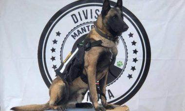 Adiestramiento De Perros 1