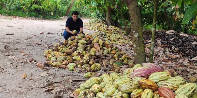 Cacao