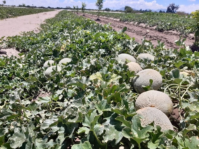 002 Agricultura De La Laguna De Coahuila En Los Primeros Lugares De Produccion12090