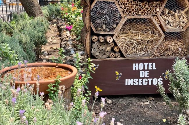 Hotel Insectos1 E1652117906238