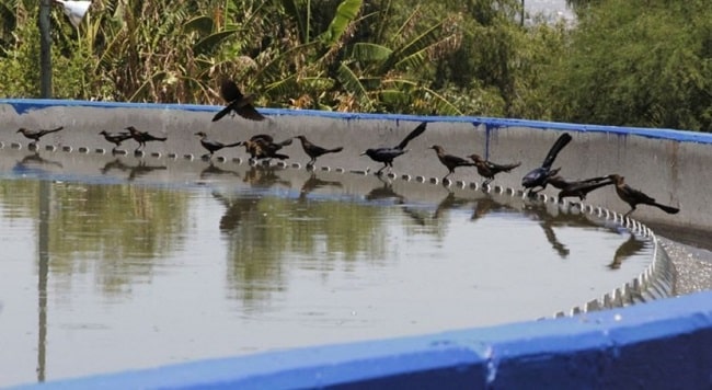 Conagua Mejora Saneamiento Queretaro