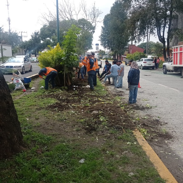 Xalapa Arbustos