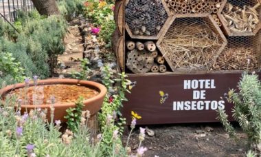 Hotel Insectos1 E1652117906238