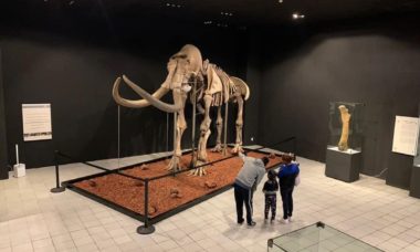 Mamut1