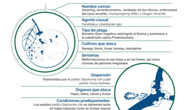 Información Técnica De Dragón Amarillo O Hlb