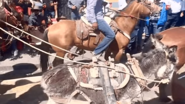 Burro abusa de cavalo enquanto autoridades comemoram